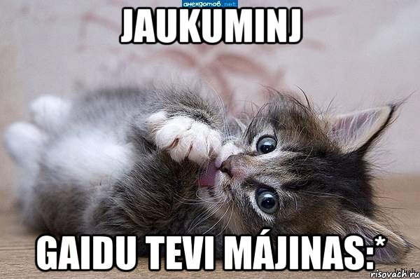 Jaukuminj Gaidu tevi májinas:*, Мем  котенок