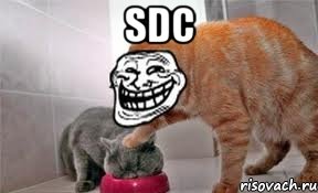 sdc , Мем Котэйко