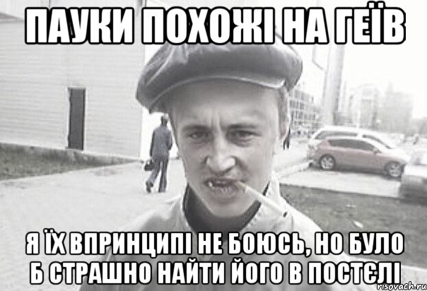 пауки похожі на геїв я їх впринципі не боюсь, но було б страшно найти його в постєлі, Мем Пацанська философия