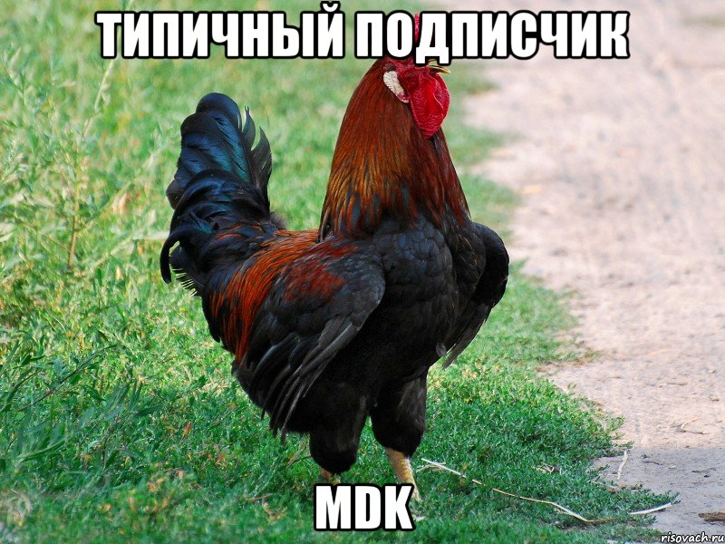 Типичный подписчик MDK, Мем петух