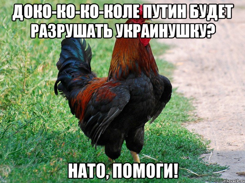 ДОКО-КО-КО-КОЛЕ ПУТИН БУДЕТ РАЗРУШАТЬ УКРАИНУШКУ? НАТО, ПОМОГИ!, Мем петух