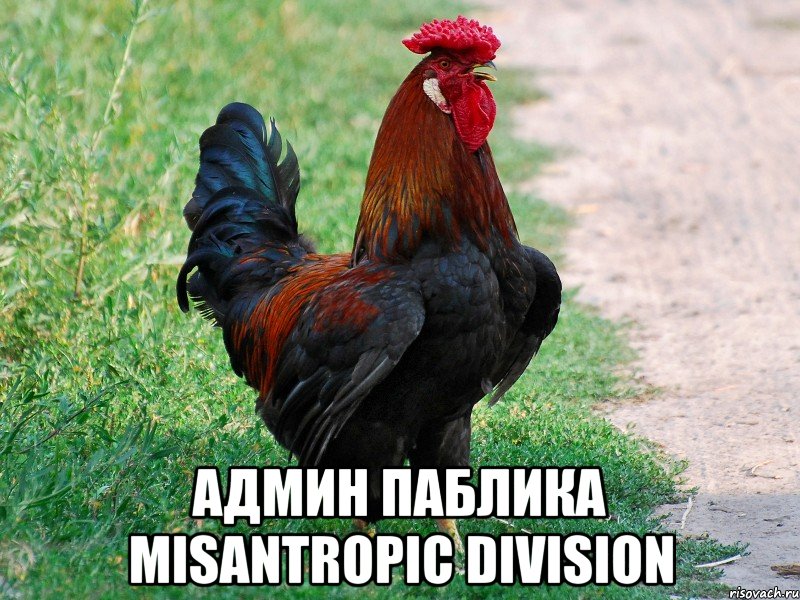  АДМИН ПАБЛИКА MISANTROPIC DIVISION, Мем петух