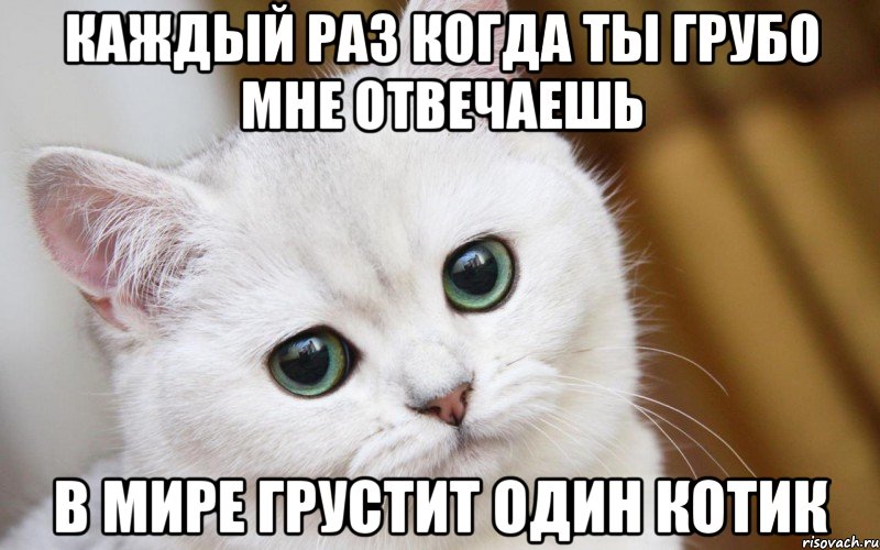 Каждый раз когда ты грубо мне отвечаешь в мире грустит один котик, Мем  В мире грустит один котик