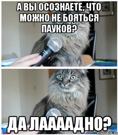 А вы осознаете, что можно не бояться пауков? Да лаааадно?, Комикс  кот с микрофоном