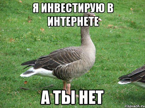 Мемы про гусей