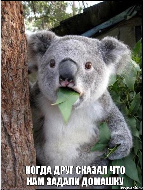 когда друг сказал что нам задали домашку, Комикс коала