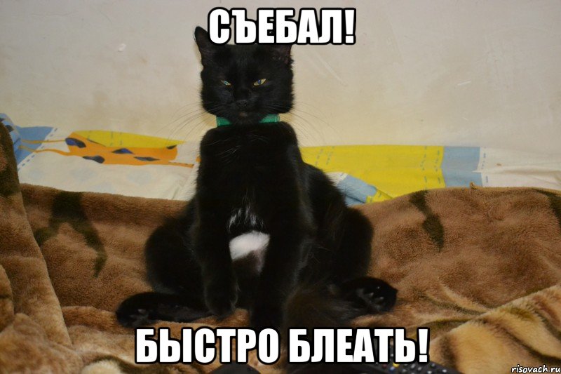 Мем ща ща ща с котом