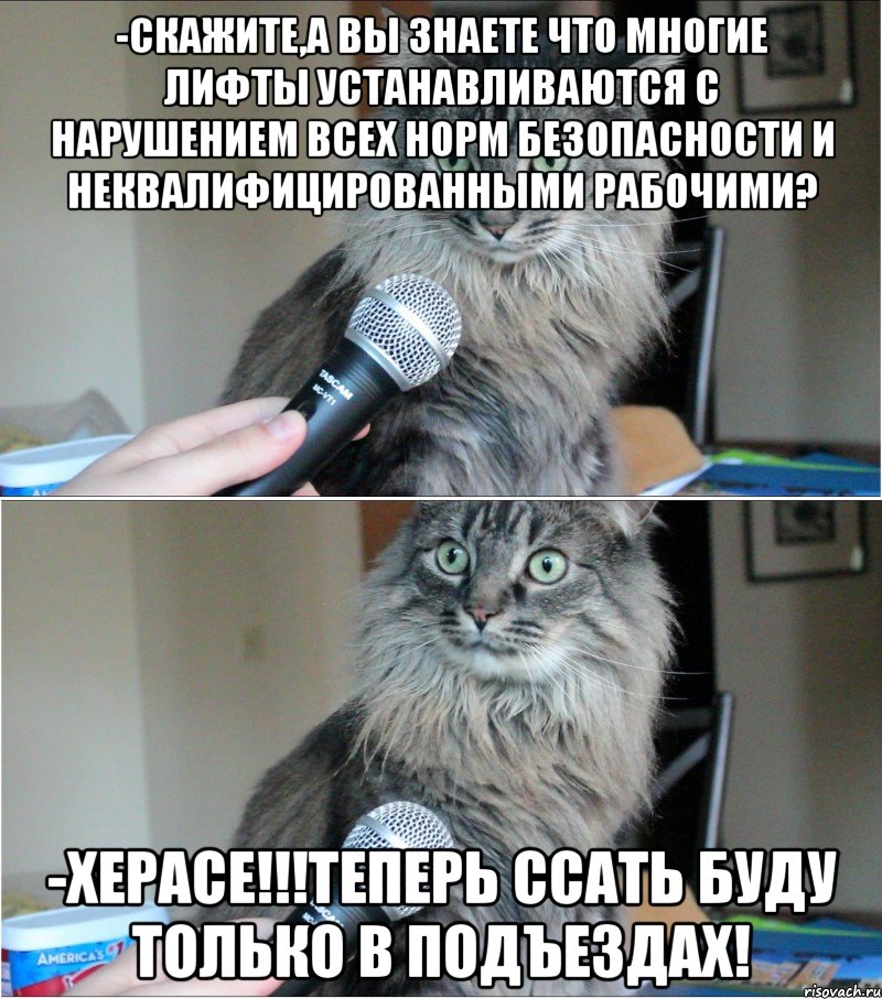 -скажите,а вы знаете что многие лифты устанавливаются с нарушением всех норм безопасности и неквалифицированными рабочими? -херасе!!!теперь ссать буду только в подъездах!, Комикс  кот с микрофоном