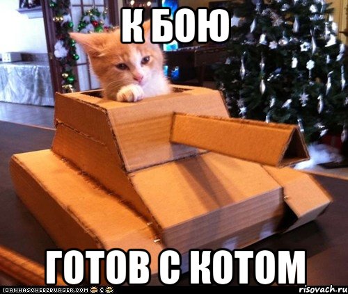 к бою готов с котом