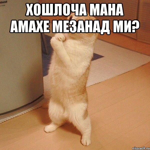 Хошлоча мана амахе мезанад ми? , Мем  котэ молится