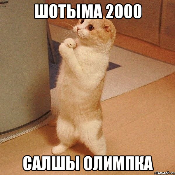 Шотыма 2000 салшы Олимпка, Мем  котэ молится