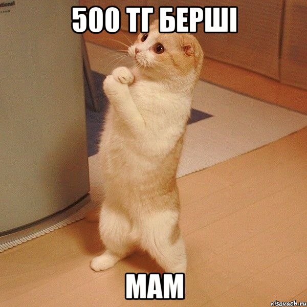 500 тг берші МАМ, Мем  котэ молится