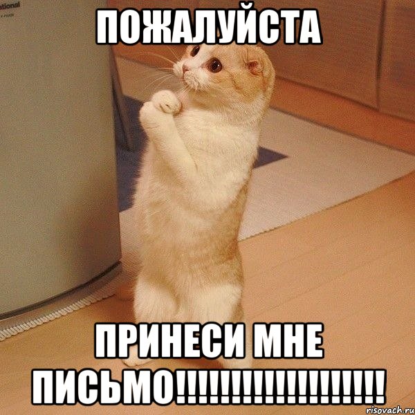 Пожалуйста Принеси мне письмо!!!!!!!!!!!!!!!!!!!, Мем  котэ молится