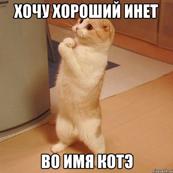 Хочу хороший инет Во имя Котэ, Мем  котэ молится