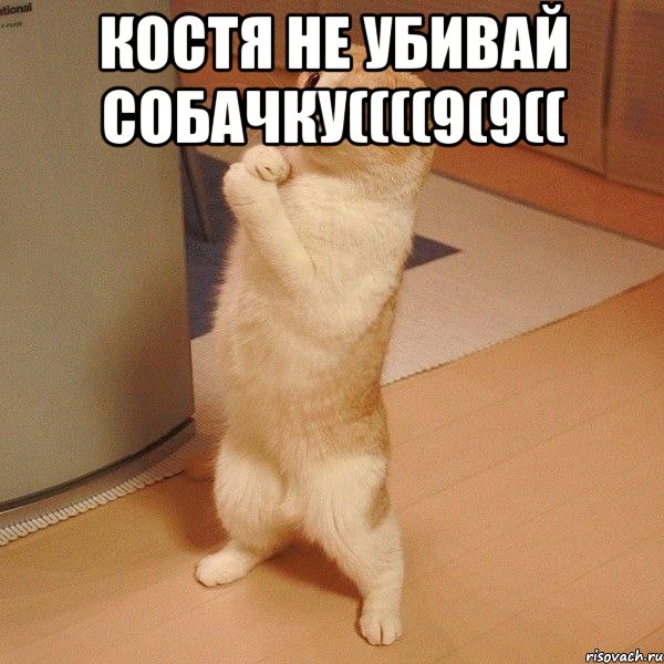 Костя не убивай собачку((((9(9(( , Мем  котэ молится