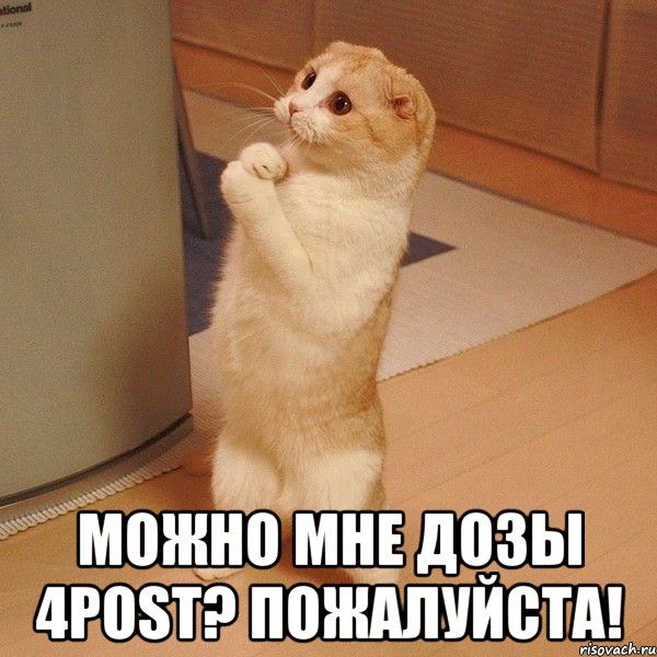  можно мне дозы 4POST? пожалуйста!, Мем  котэ молится