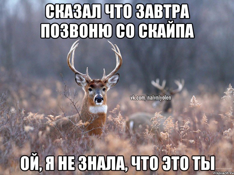 Сказал что завтра позвоню со скайпа Ой, я не знала, что это ты, Мем   Наивный олень