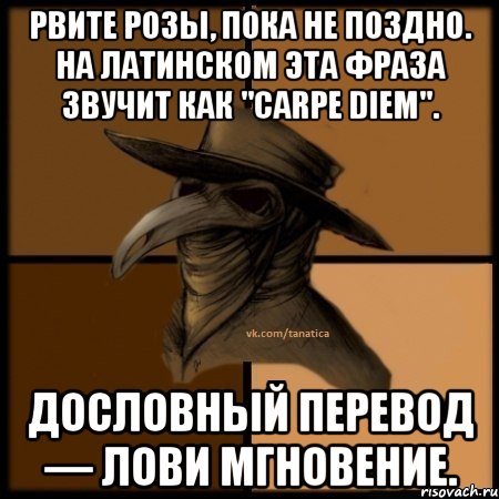 Рвите розы, пока не поздно. На латинском эта фраза звучит как "carpe diem". Дословный перевод — лови мгновение., Мем  Чума