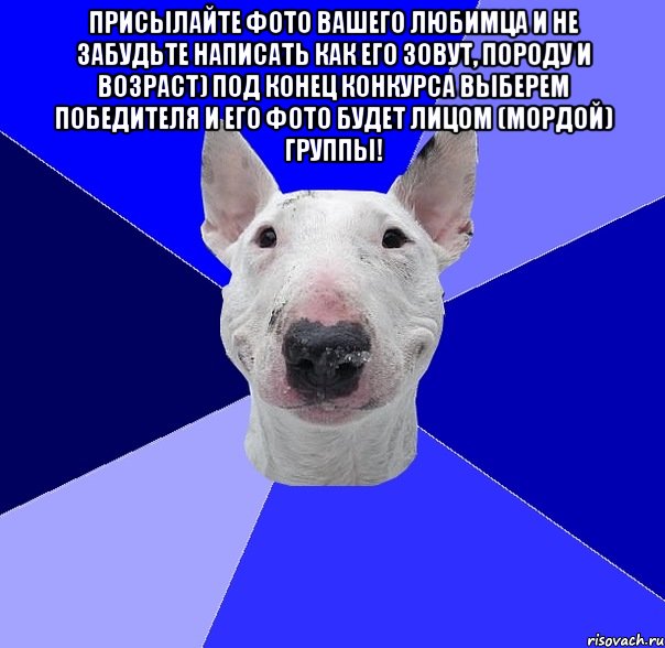 Присылайте фото вашего любимца и не забудьте написать как его зовут, породу и возраст) под конец конкурса выберем победителя и его фото будет лицом (мордой) группы! , Мем типичный буль