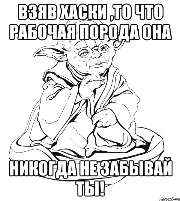 Взяв хаски ,то что рабочая порода она Никогда не забывай ТЫ!, Мем Мастер Йода