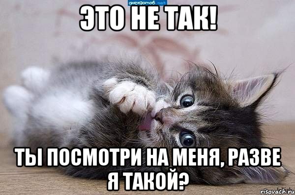 ЭТО НЕ ТАК! Ты посмотри на меня, разве я такой?, Мем  котенок