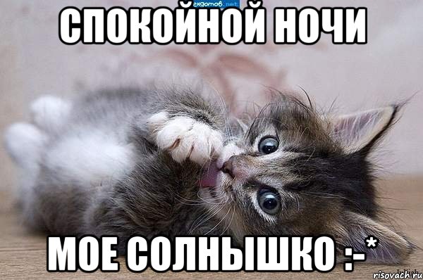 Спокойной ночи мое солнышко :-*, Мем  котенок