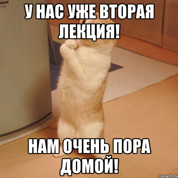 У нас уже вторая лекция! Нам очень пора домой!, Мем  котэ молится