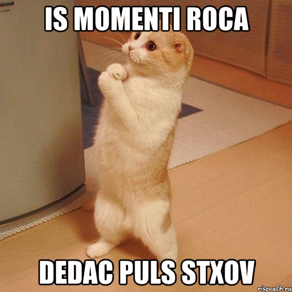 is momenti roca dedac puls stxov, Мем  котэ молится