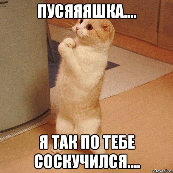 Пусяяяшка.... Я так по тебе соскучился...., Мем  котэ молится