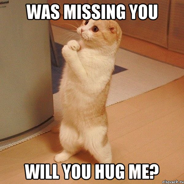 Was missing you Will you hug me?, Мем  котэ молится