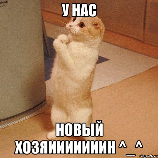 У нас Новый хозяииииииин ^_^, Мем  котэ молится