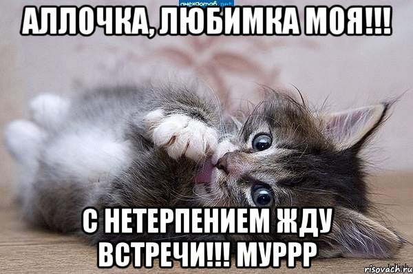 Аллочка, любимка моя!!! С нетерпением жду встречи!!! Муррр, Мем  котенок