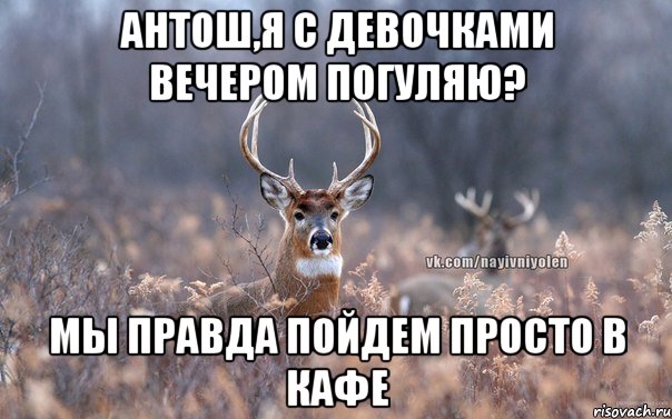 Антош,я с девочками вечером погуляю? Мы правда пойдем просто в кафе, Мем   Наивный олень