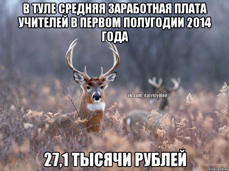 В туле средняя заработная плата учителей в первом полугодии 2014 года 27,1 тысячи рублей, Мем   Наивный олень