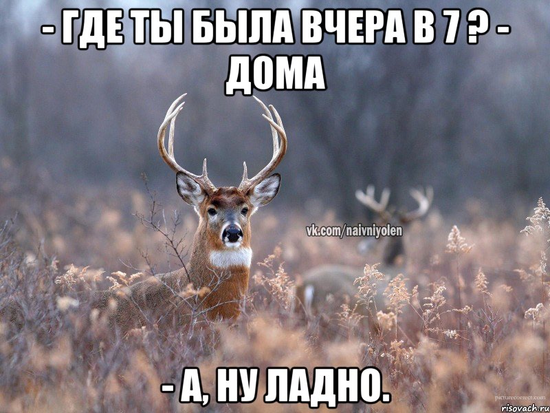 - Где ты была вчера в 7 ? - Дома - А, ну ладно., Мем   Наивный олень