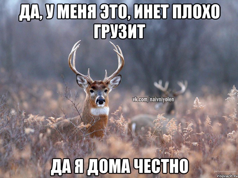 да, у меня это, инет плохо грузит Да я дома честно, Мем   Наивный олень