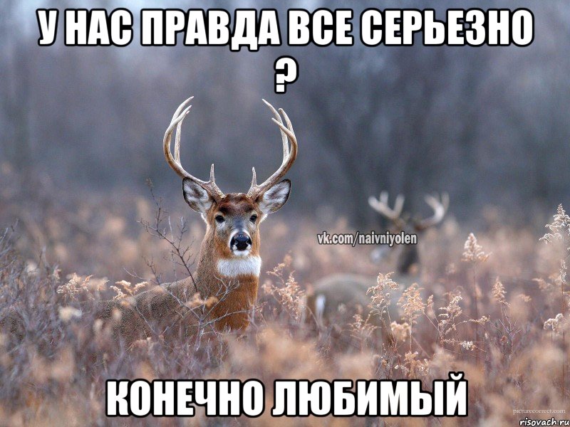 У нас правда все серьезно ? Конечно любимый, Мем   Наивный олень