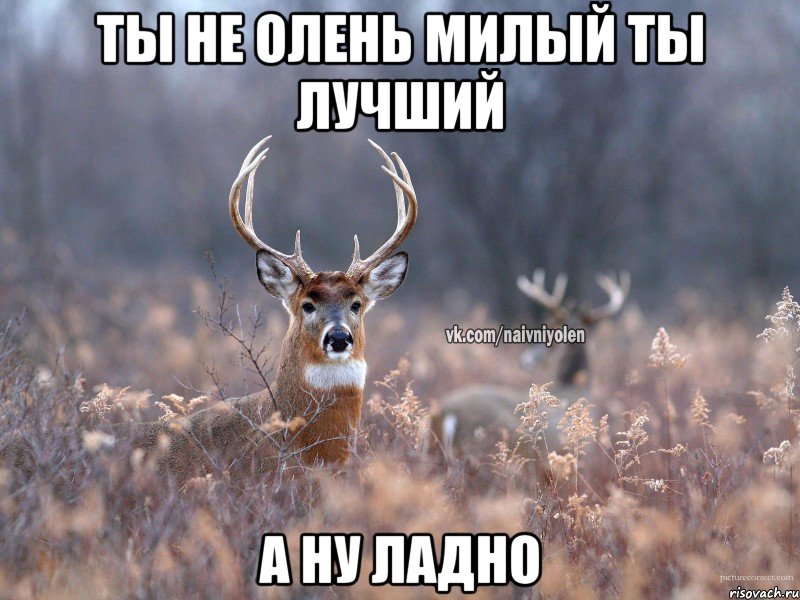 Ты не олень милый ты лучший а ну ладно, Мем   Наивный олень