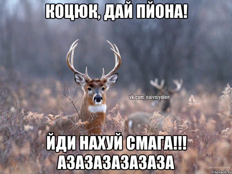 Коцюк, дай пйона! йди нахуй Смага!!! азазазазазаза, Мем   Наивный олень