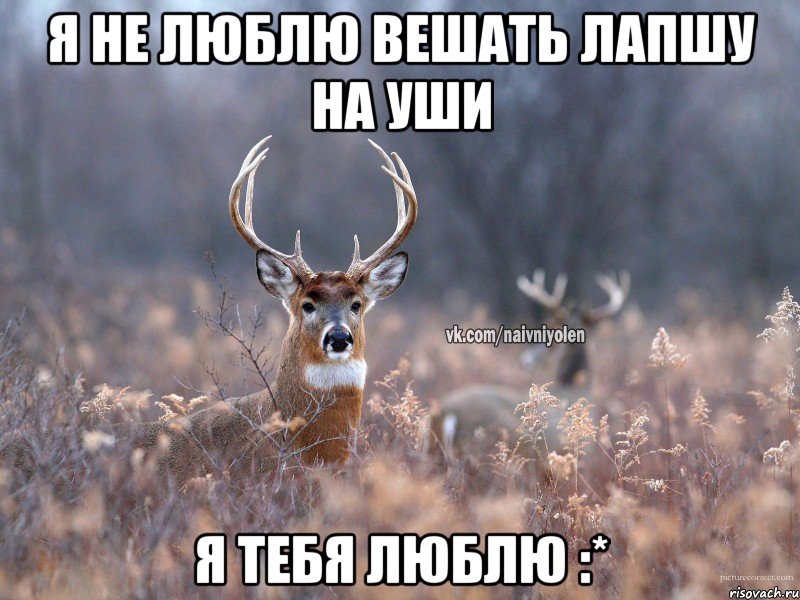 Я не люблю вешать лапшу на уши Я тебя люблю :*, Мем   Наивный олень