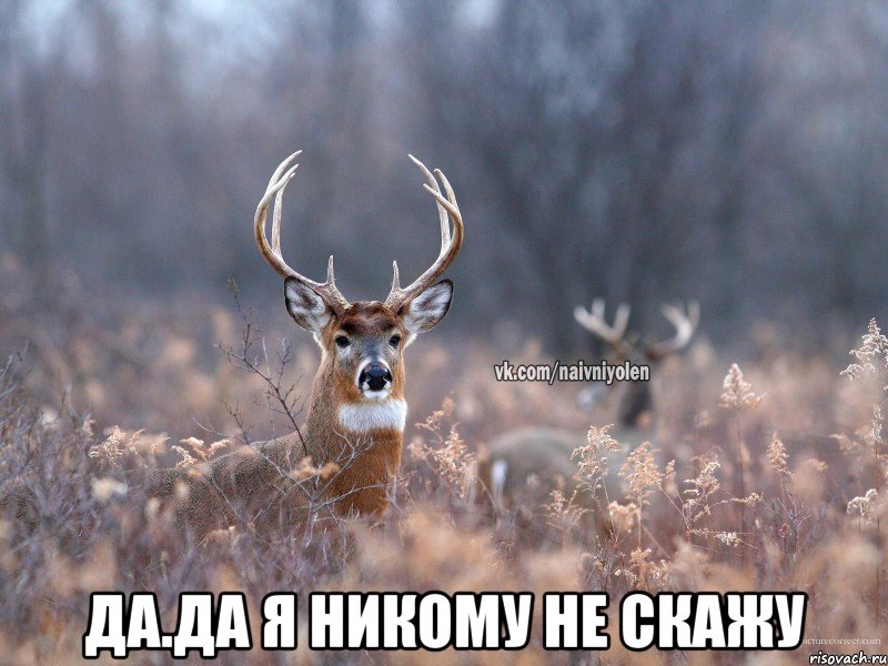  да.да я никому не скажу, Мем   Наивный олень