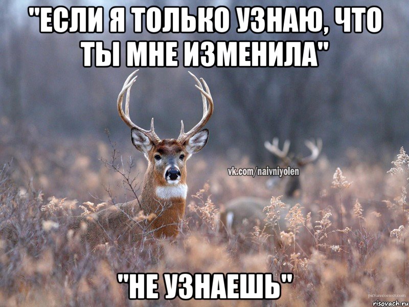 "если я только узнаю, что ты мне изменила" "не узнаешь", Мем   Наивный олень