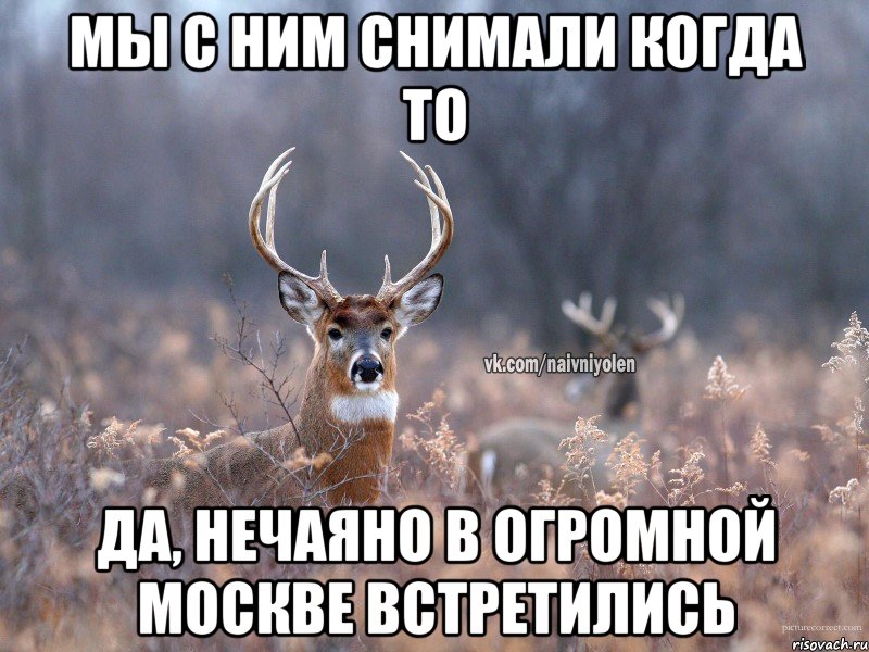 Мы с ним снимали когда то Да, нечаяно в огромной Москве встретились, Мем   Наивный олень