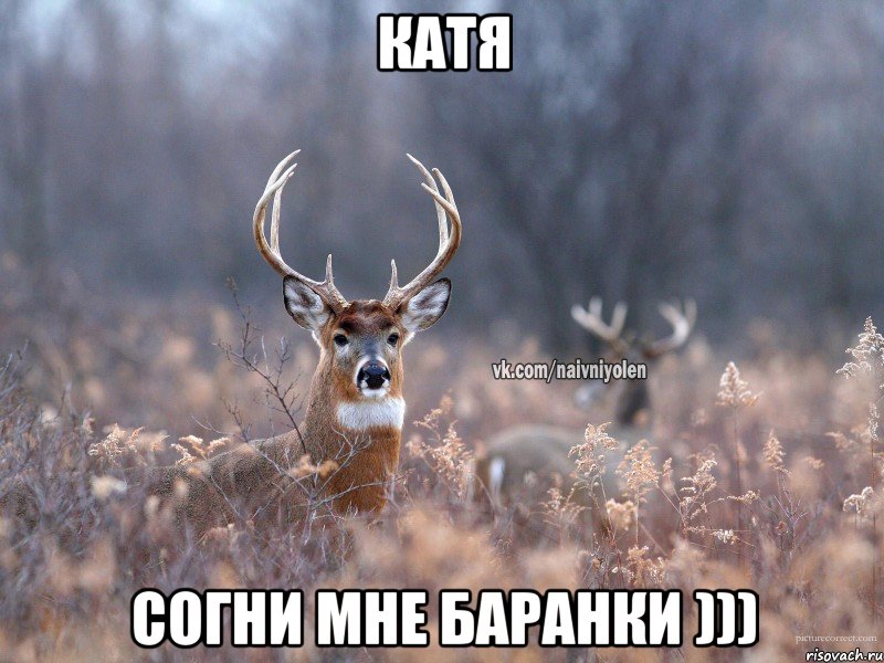 Катя Согни мне баранки ))), Мем   Наивный олень