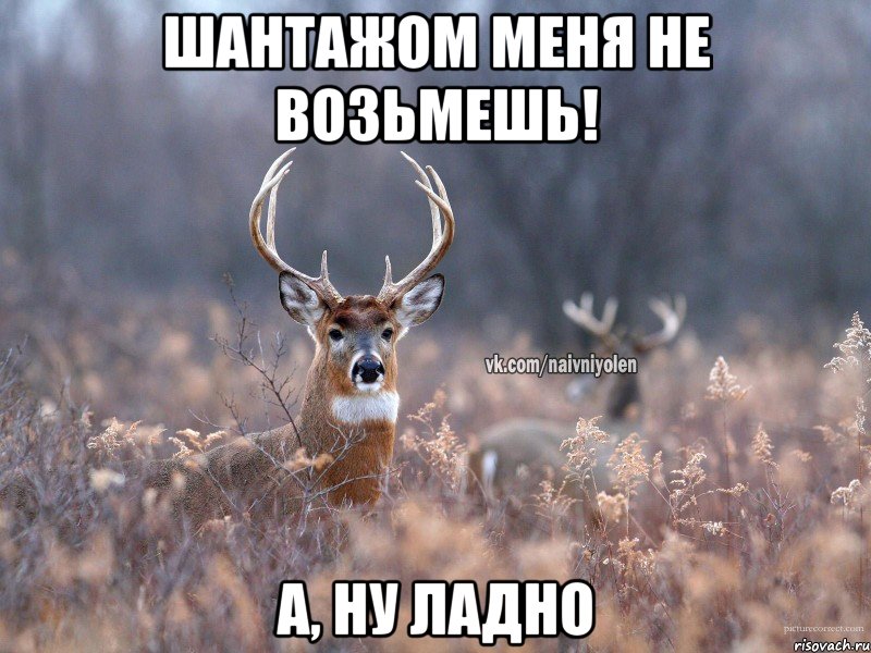 Шантажом меня не возьмешь! А, ну ладно, Мем   Наивный олень