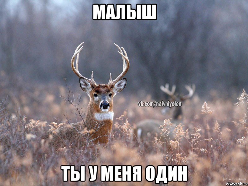 малыш ты у меня один, Мем   Наивный олень