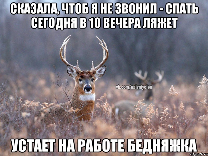 сказала, чтоб я не звонил - спать сегодня в 10 вечера ляжет устает на работе бедняжка, Мем   Наивный олень