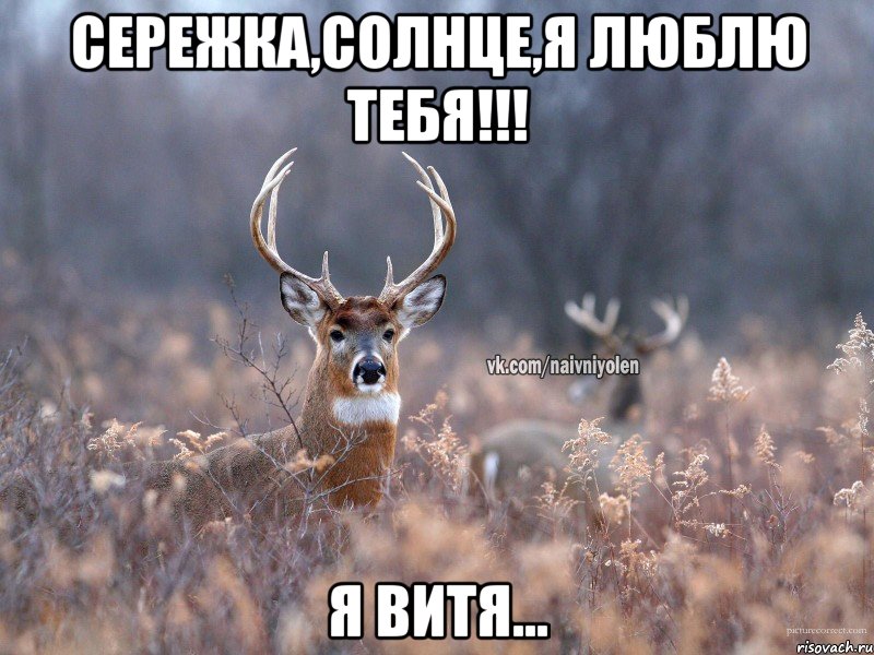 Сережка,солнце,я люблю тебя!!! я Витя..., Мем   Наивный олень