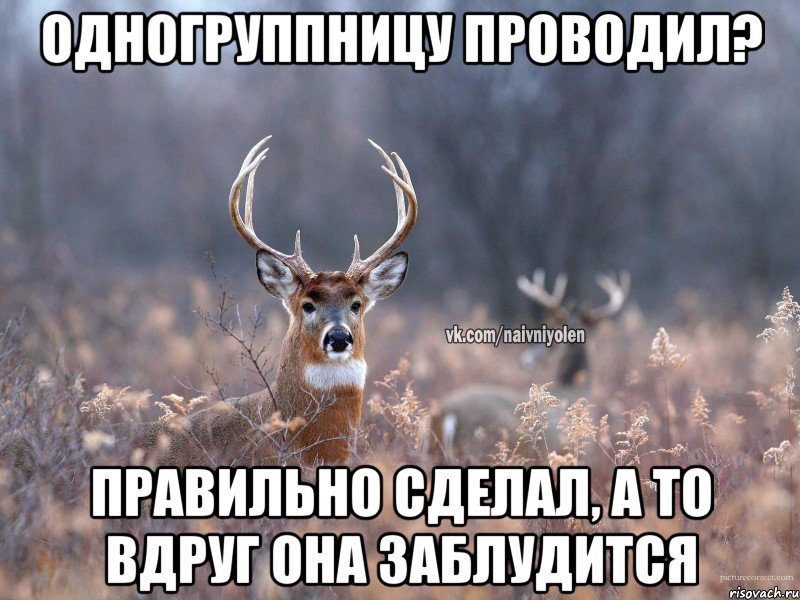 одногруппницу проводил? правильно сделал, а то вдруг она заблудится, Мем   Наивный олень