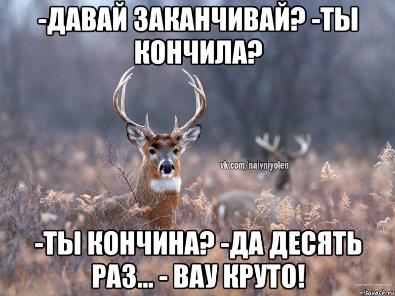 -Давай заканчивай? -Ты кончила? -Ты кончина? -Да десять раз... - Вау круто!, Мем   Наивный олень